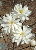 Magnolia stellata 'Royal Star'