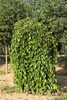 Morus alba 'Pendula'