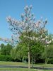 Paulownia tomentosa