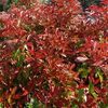 Photinia x fraseri 'Camilvy'
