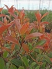 Photinia fraseri 'Red Robin'