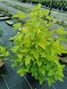 Physocarpus opulifolius 'Luteus'