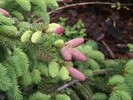 Picea abies 'Acrocona'
