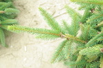 Picea abies 'Aurea'