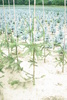 Picea abies 'Cranstonii'