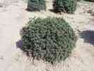 Picea abies 'Echiniformis'