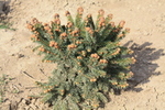 Picea abies 'Kámon'