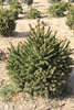 Picea abies 'Körmend'
