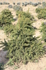 Picea abies 'Maxwellii'