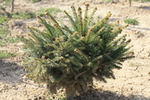Picea abies 'Nidiformis'
