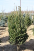 Picea abies 'Pyramidata'