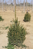 Picea abies 'Reymontii'