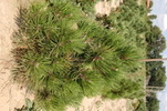 Pinus heldreichii (leucodermis) 'Malinki'