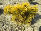 Pinus mugo 'Carstens Wintergold'