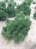 Pinus mugo 'Gnom'