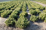 Pinus mugo 'var.Mughus'