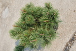Pinus mugo 'var. pumilio'