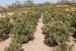 Pinus mugo