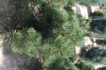 Pinus nigra 'Jeddeloh'