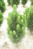 Pinus nigra 'Sinfonia'
