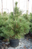 Pinus nigra var. austriaca