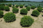 Picea omorika 'Nana'