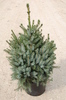 Picea omorika
