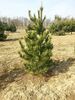 Pinus peuce