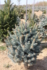 Picea pungens 'Balaton'