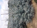 Picea pungens 'Edit'