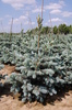 Picea pungens 'Fat Albert'