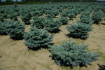 Picea pungens 'Glauca Globosa'