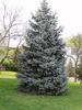 Picea pungens 'Hoopsii'