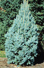 Picea pungens 'Iseli Fastigiata'