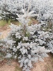 Picea pungens 'Kiskőrös'