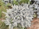 Picea pungens 'Szilsárkány'