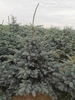 Picea pungens 'Váci Mihály úti'