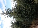 Picea sitchensis