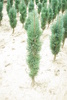 Pinus sylvestris 'Fastigiata'