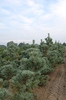 Pinus sylvestris 'Sé'