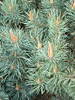 Pinus sylvestris 'Watereri'