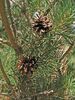 Pinus sylvestris