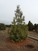 Pinus wallichiana