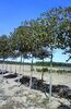 Platanus acerifolia 'Alphen's Globe'