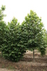 Platanus acerifolia 'Palóc'