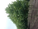 Platanus acerifolia