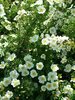 Potentilla fruticosa 'Abbotswood'
