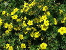 Potentilla fruticosa 'Goldfinger'