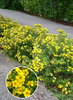 Potentilla fruticosa 'Goldstar'