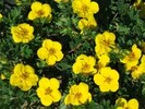 Potentilla fruticosa 'Goldteppich'